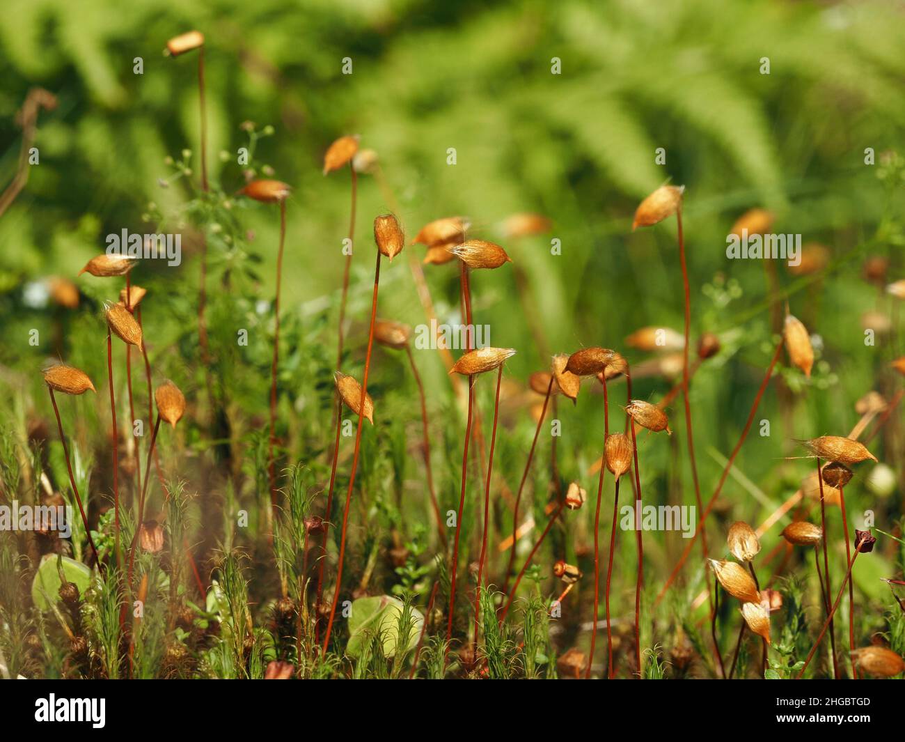 Große Sporenkappen von gewöhnlicher Haarmütze (Polytrichum commune), die auf feuchtem Waldboden in Upland Perthshire, Schottland, Großbritannien, wachsen Stockfoto