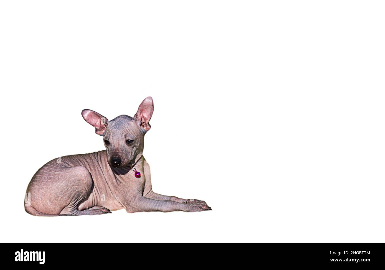 Der Welpe sieht auf weißem Hintergrund zur Seite. Der kleine Hund liegt seitlich. Isolieren. Das Tier ist kahl. Xoloitzcuintle. Mexikanisch nackt, ohne Stockfoto