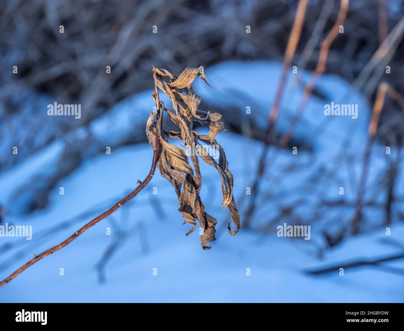 Nahaufnahme einer getrockneten Pflanze an einem kalten Januartag mit verschwommenem Schnee und Gras im Hintergrund. Stockfoto