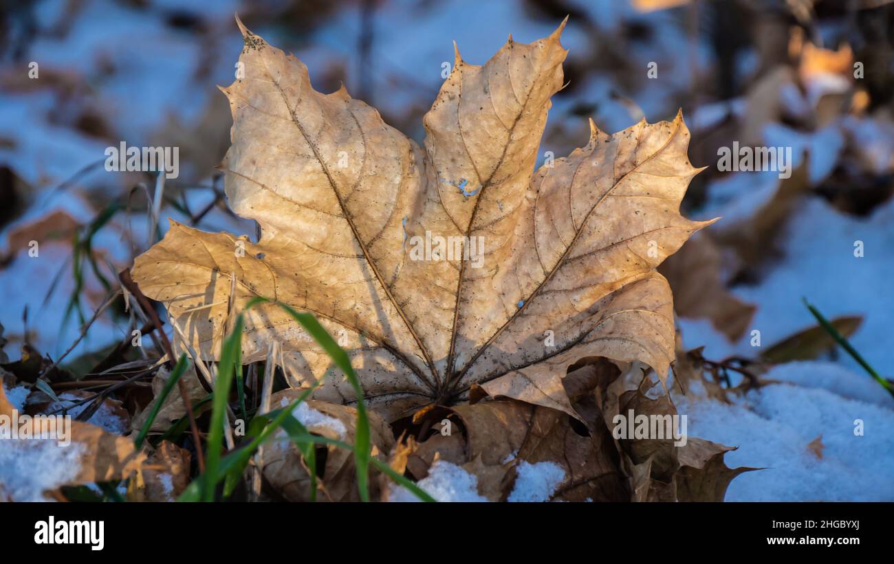 Nahaufnahme eines getrockneten Ahornblatts, das an einem kalten Dezembermorgen im Schnee auf dem Boden steht. Stockfoto