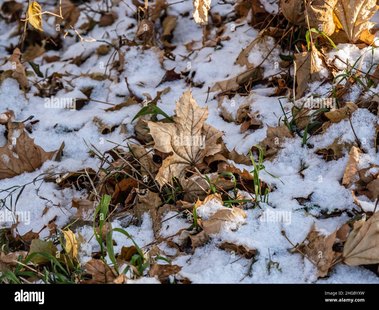 Nahaufnahme eines getrockneten Ahornblatts, das an einem kalten Dezembermorgen im Schnee auf dem Boden steht. Stockfoto
