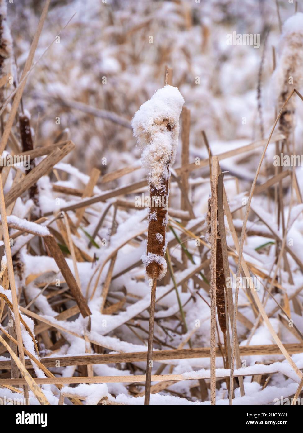 Nahaufnahme von flauschigen, mit Schnee bedeckten, Sägekräuter an einem kalten Dezembermorgen mit verschwommenem Hintergrund. Stockfoto