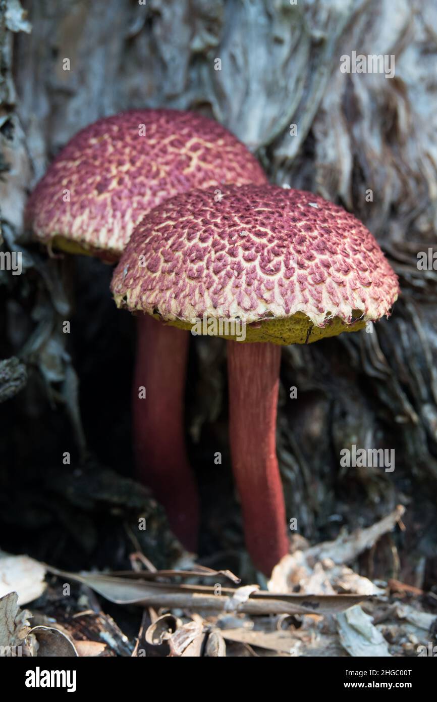 Bolete-Pilze (Boletellus emodensis). Fotografiert nach Regen in Cow Bay, Far North Queensland, Australien. Stockfoto