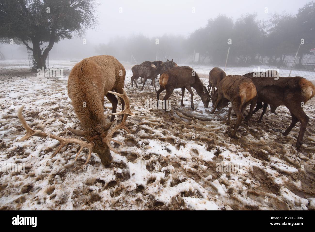 (220119) -- GOLAN HEIGHTS, 19. Januar 2022 (Xinhua) -- Hirsche werden nach einem Schneesturm bei Moshav Odem in den von Israel annektierten Golan-Höhen am 19. Januar 2022 gesehen. (Ayal Margolin/JINI über Xinhua) Stockfoto