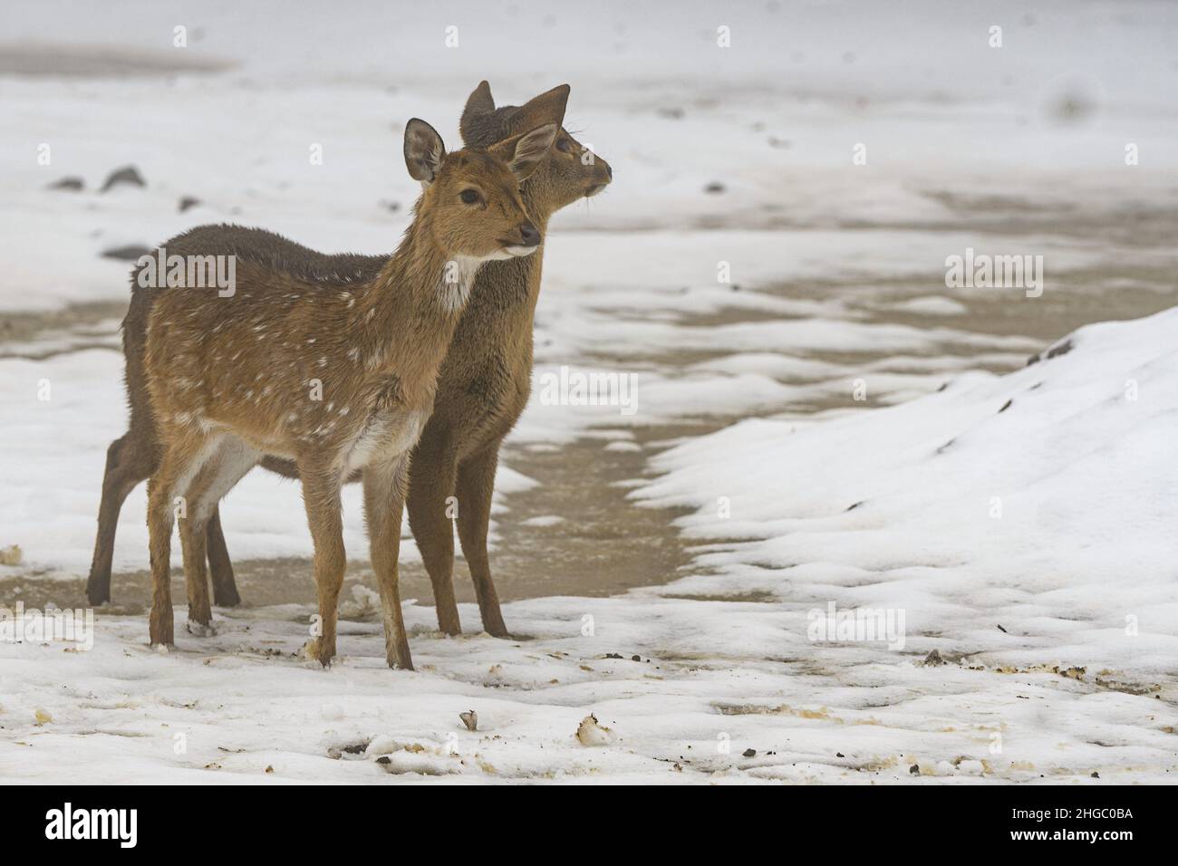 (220119) -- GOLAN HEIGHTS, 19. Januar 2022 (Xinhua) -- Hirsche werden nach einem Schneesturm bei Moshav Odem in den von Israel annektierten Golan-Höhen am 19. Januar 2022 gesehen. (Ayal Margolin/JINI über Xinhua) Stockfoto