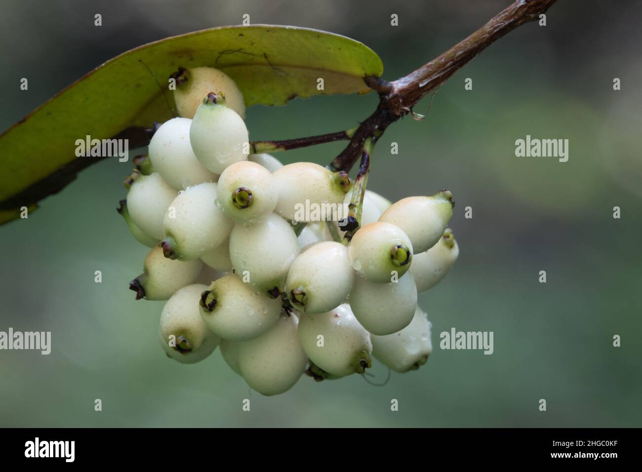 Reifende Früchte des Puderpuff-Lillypilly-Baumes (Syzygium wilsonii). Fotografiert im Garten in Cow Bay, Daintree, Queensland, Australien. Stockfoto