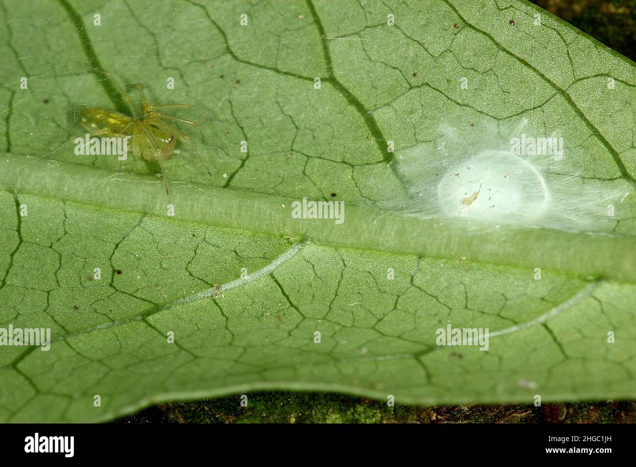Meshweaver Spider nad Eiersack auf der Unterseite eines Blattes (Dictynoidea) Stockfoto