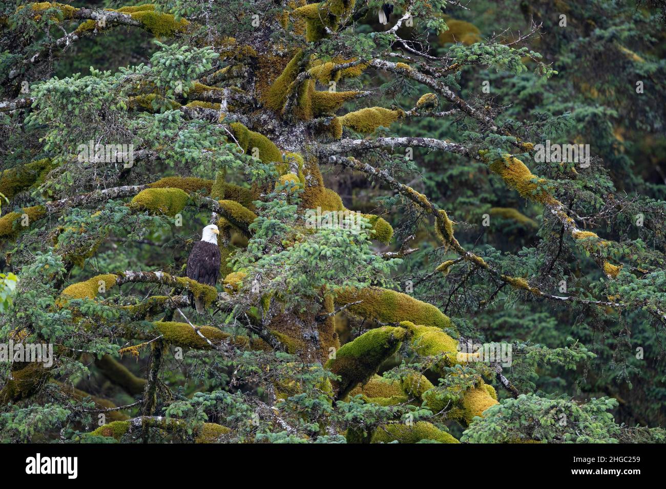Adulter Weißkopfseeadler, Haliaeetus leucocephalus, in Sitka-Fichtenbaum bei Gustavus, Südost-Alaska, USA. Stockfoto