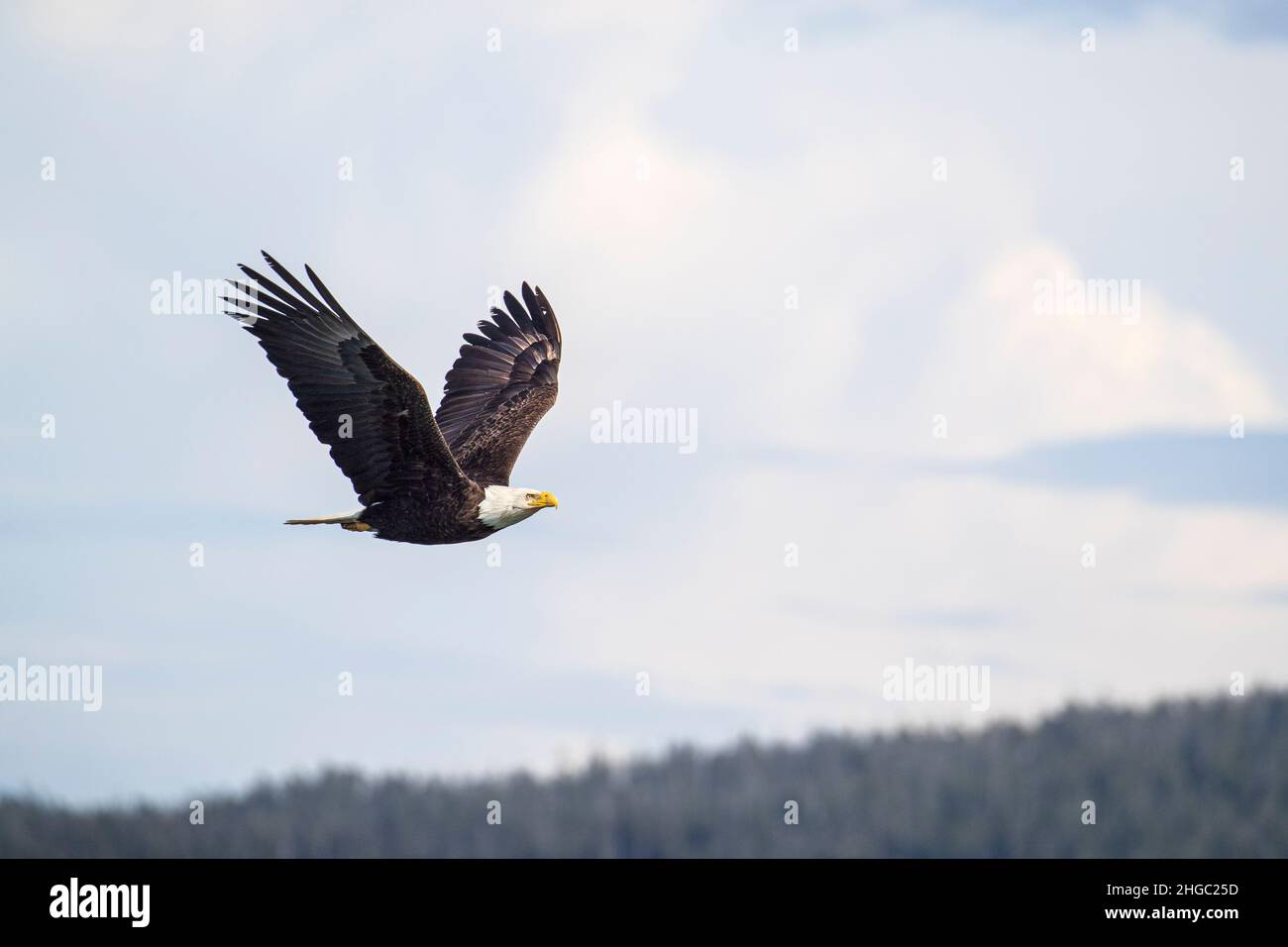 Adulter Weißkopfseeadler, Haliaeetus leucocephalus, im Flug bei Gustavus, Südost-Alaska, USA. Stockfoto