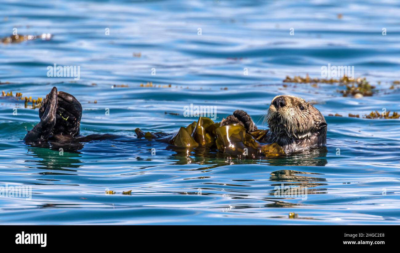 Ein ausgewachsener Seeotter, Enhydras lutris, in Seetang eingewickelt im Glacier Bay National Park, Southeast Alaska, USA. Stockfoto