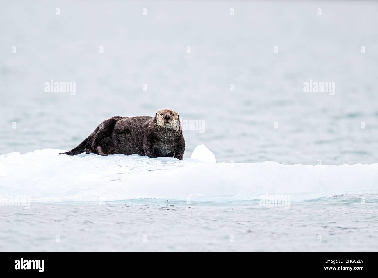 Ausgewachsene weibliche Seeotter, Enhydras lutris, wurde im Glacier Bay National Park, Southeast Alaska, USA, auf Eis gezogen. Stockfoto