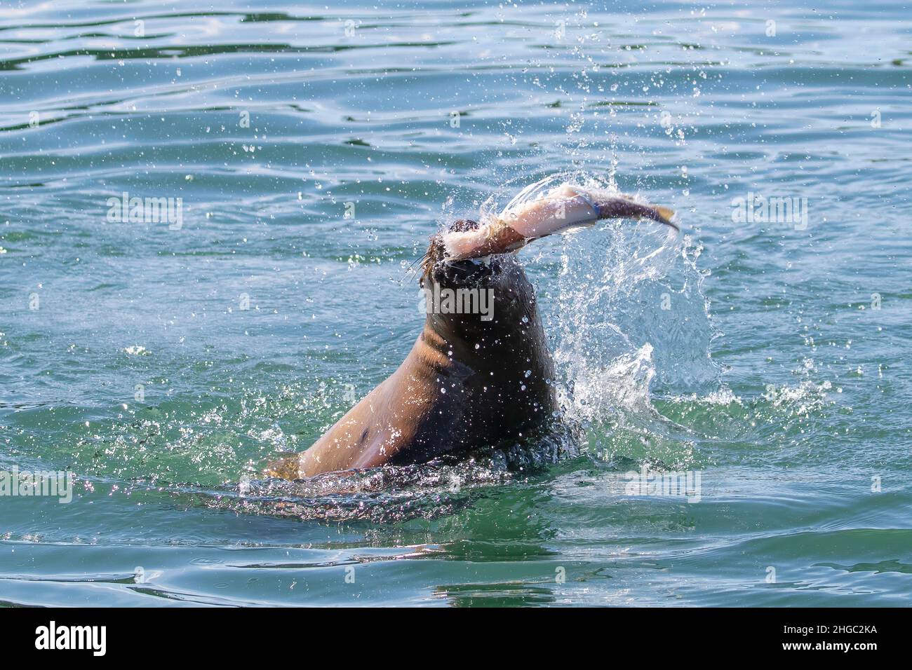 Ausgewachsener Steller Seelöwe, Eumetopias jubatus, mit Fisch, South Marble Islands, Glacier Bay National Park, Alaska, USA. Stockfoto