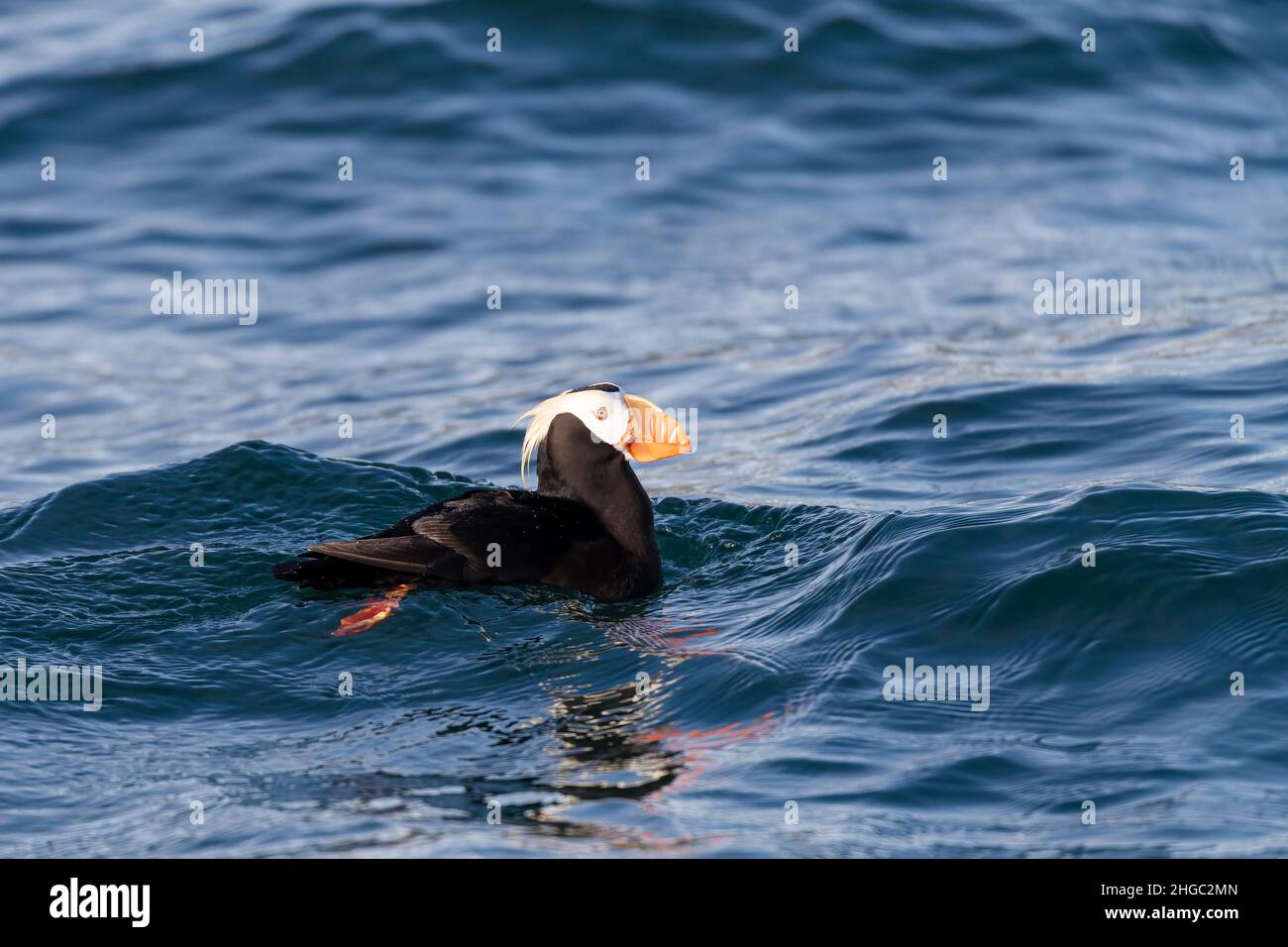 Tufted Paffin, Fratercula cirrhata, Brutkolonie auf South Marble Island, Glacier Bay National Park, Alaska, USA. Stockfoto