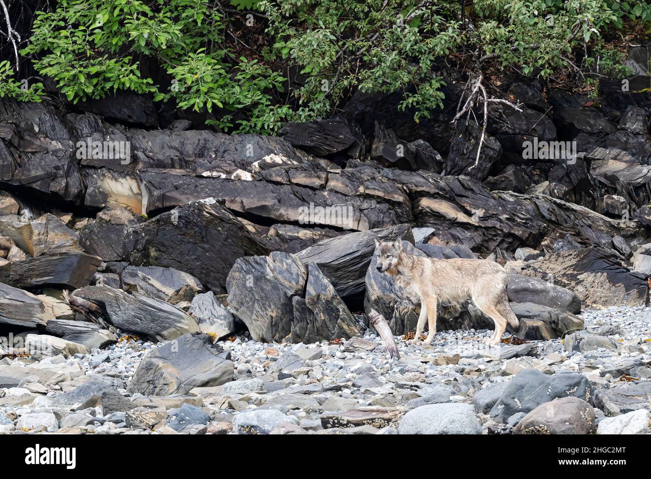 Ausgewachsener grauer Wolf, Canis lupus, entlang der Küste im Glacier Bay National Park, Südost-Alaska, USA. Stockfoto