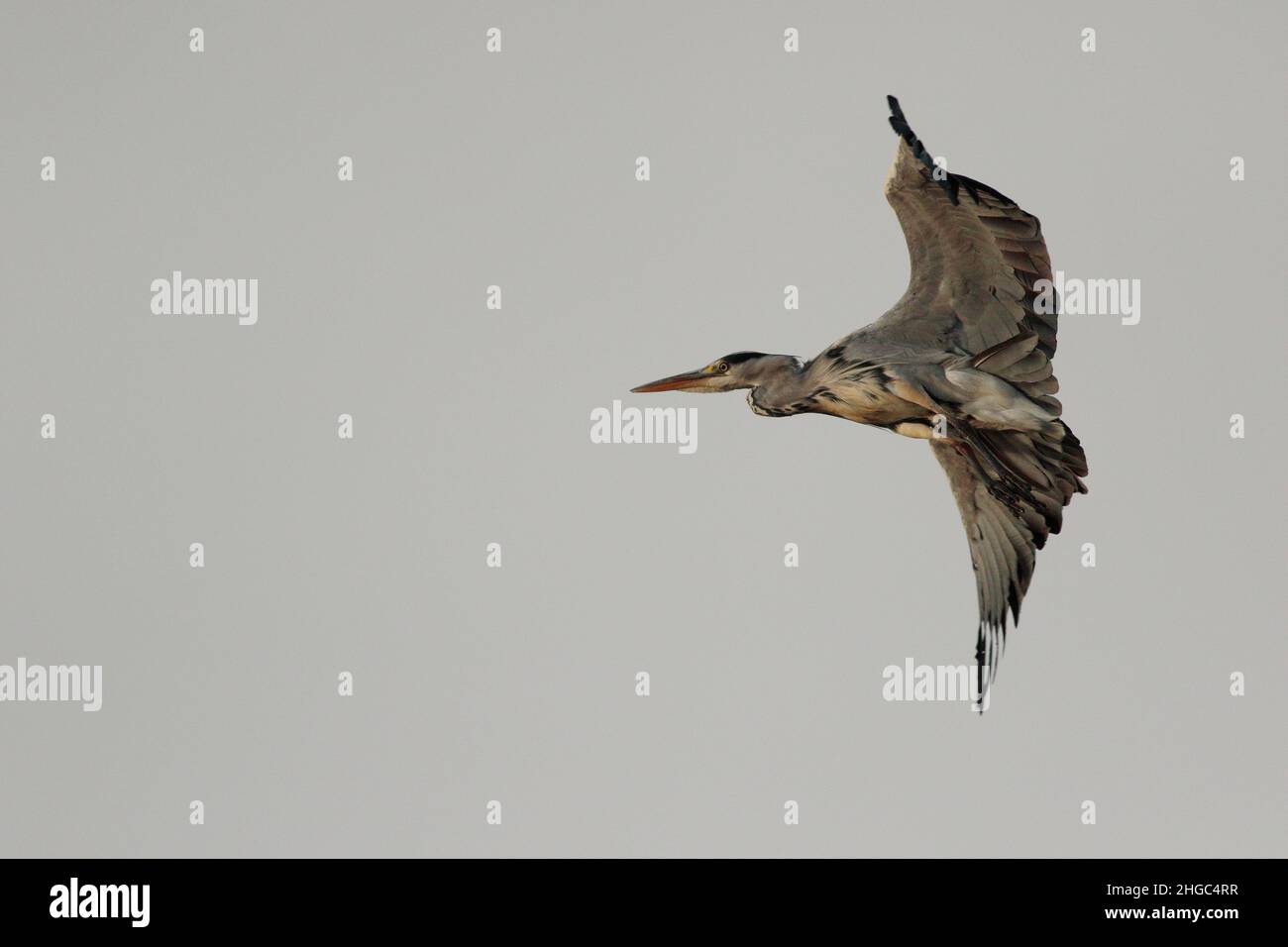 Grauer Reiher im Mittelflügel Stockfoto