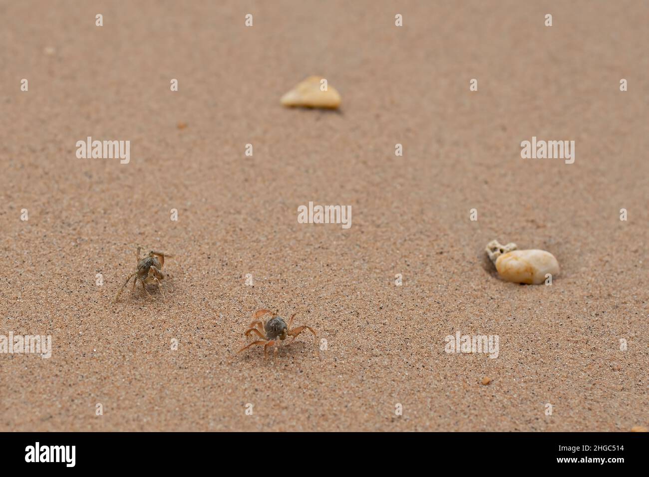 Ein paar Krabben laufen schnell an einem Sandstrand mit ein paar Kieselsteinen. Selektive Fokuspunkte Stockfoto