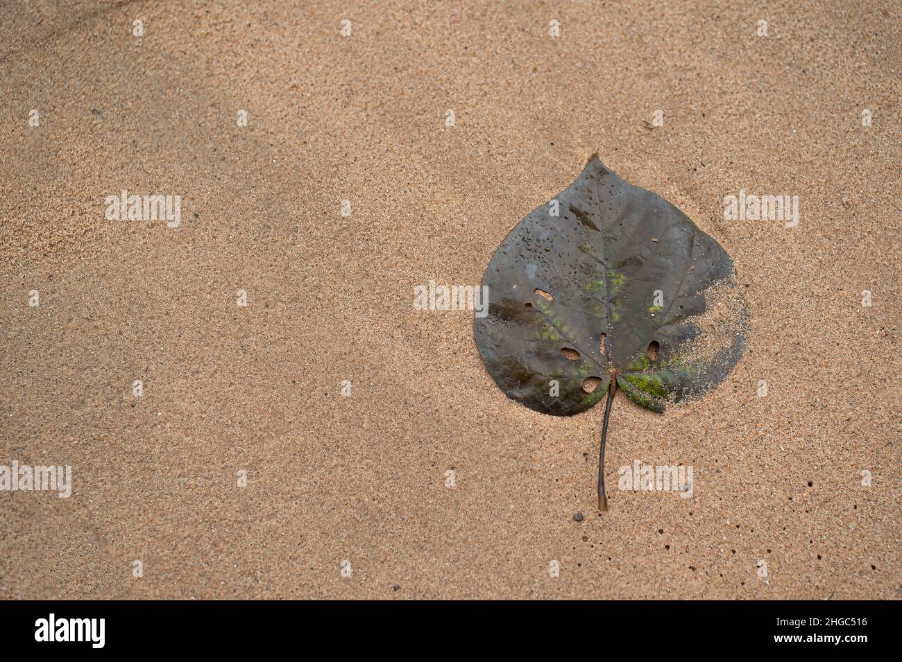 Ein einziges herzzonförmiges gefallenes Blatt am Sandstrand. Selektive Fokuspunkte Stockfoto