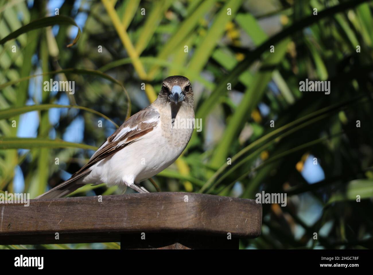 Metzgervogel Stockfoto