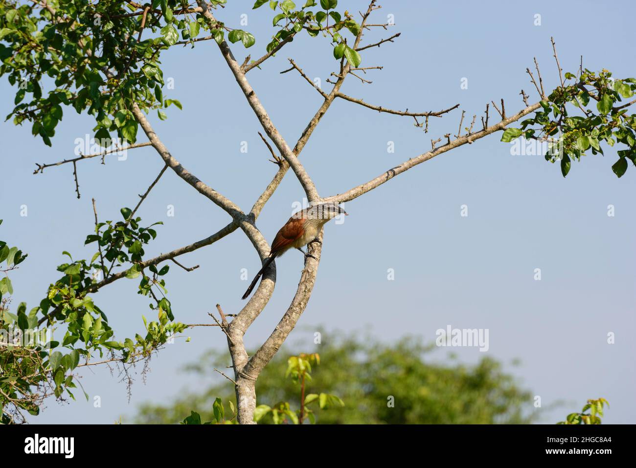 Weißbrauen-Coucal im Lake Mburo National Park in Afrika Stockfoto