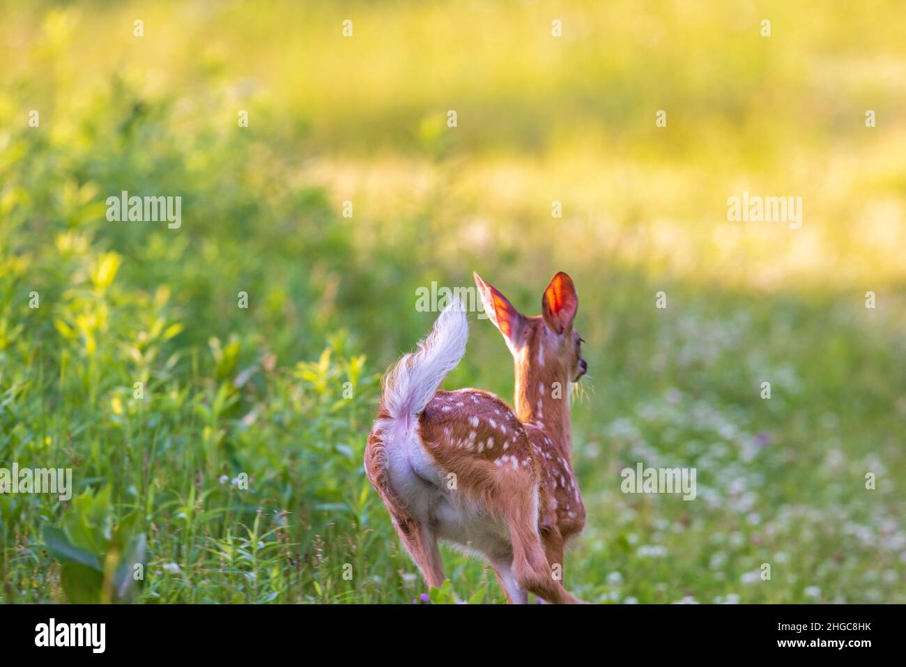 White-tailed fawn in Nordwisconsin. Stockfoto