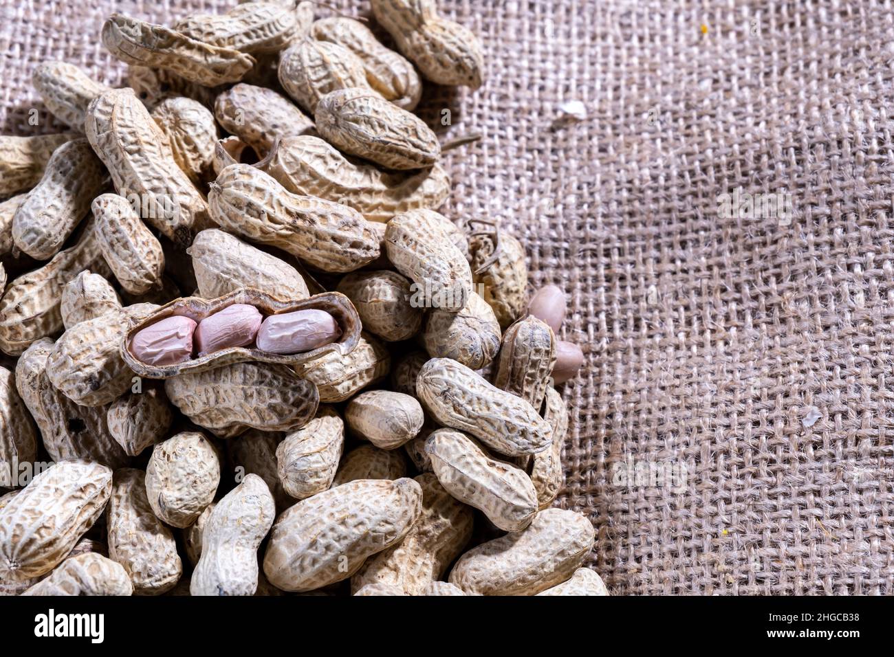 Erdnussschale wird gekocht, mit Haut an. Die Erdnuss, auch bekannt als Erdnuss, Gänseleber, pindar oder Affenmutter, und als Arachis hypogaea klassifiziert. Stockfoto Erdnussschale wird gekocht, mit Haut an. Die Erdnuss, auch bekannt als Erdnuss, Gänseleber, pindar oder Affenmutter, und als Arachis hypogaea klassifiziert. Stockfoto