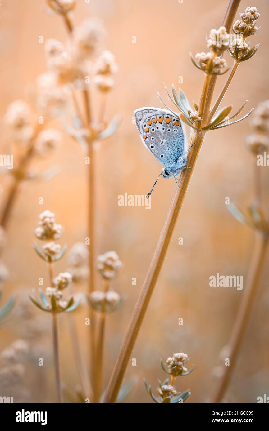 World of insects -Fotos und -Bildmaterial in hoher Auflösung – Alamy