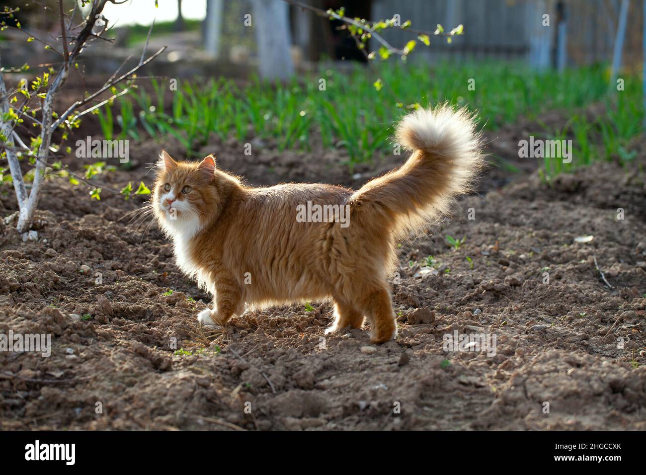 Rote langhaarige Katze im Freien Stockfoto