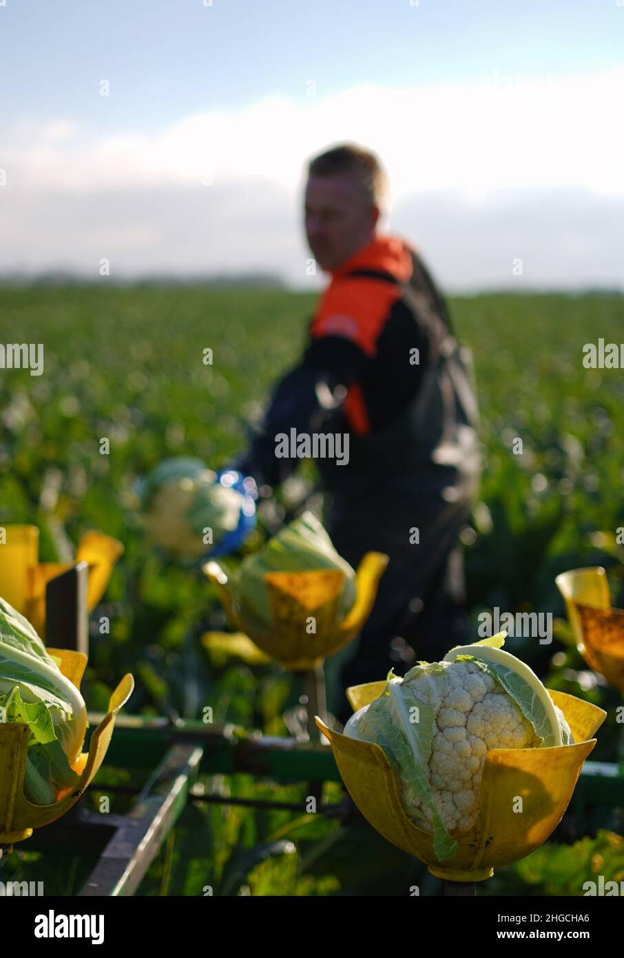 Blumenkohl wird von Arbeitern bei TH Clements Gemüseanbauern in der Nähe von Holbeach in Lincolnshire geerntet, da ab Januar eine halbe Million Köpfe, die zu spät für Weihnachten blühten, zu einem reduzierten Preis verkauft werden sollen, um den Überschuss zu verwalten. Bilddatum: Mittwoch, 19. Januar 2022. Stockfoto