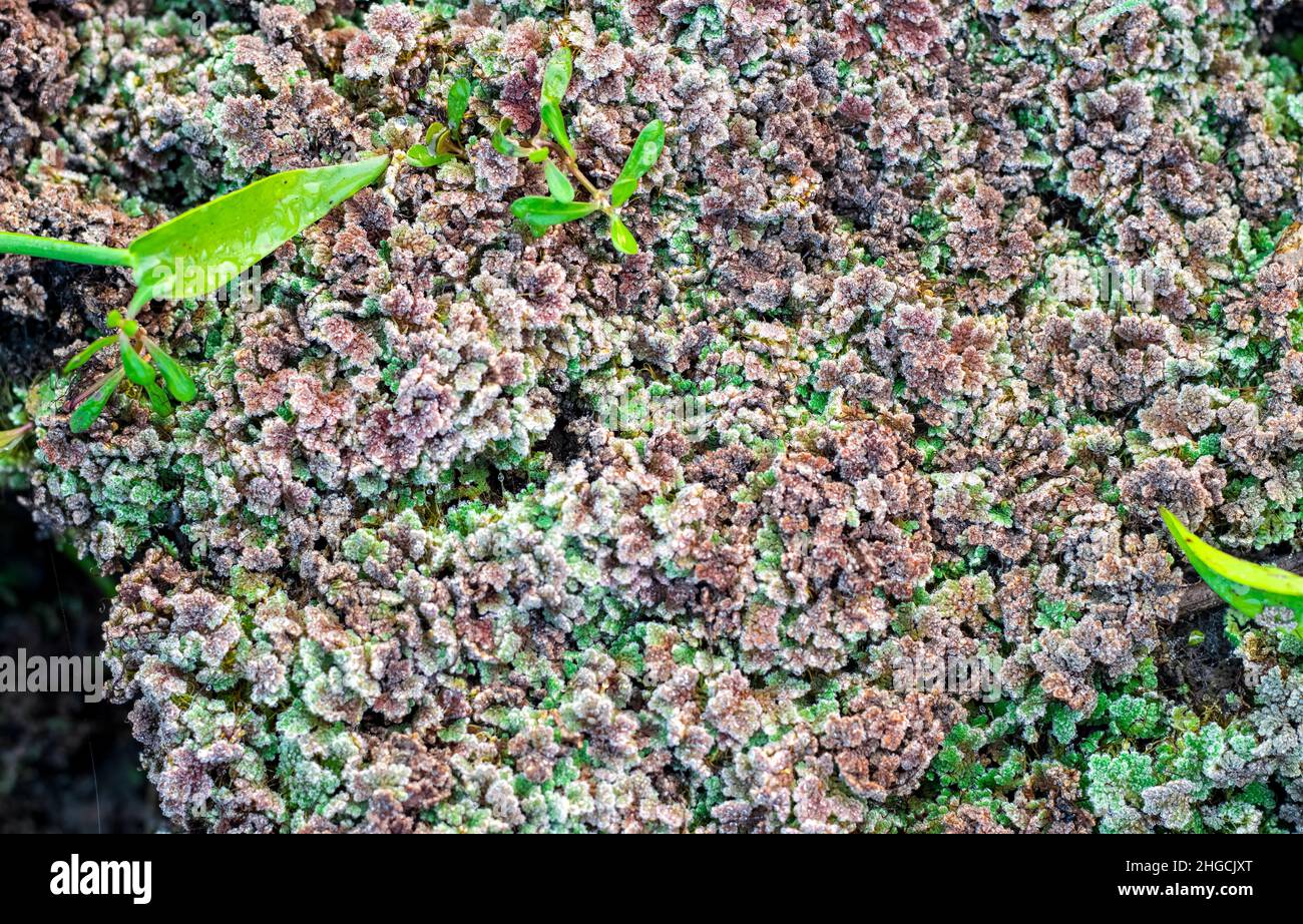 Selektiv fokussierter dekorativer Wassersalat auf einem getrockneten See mit Tautropfen Stockfoto