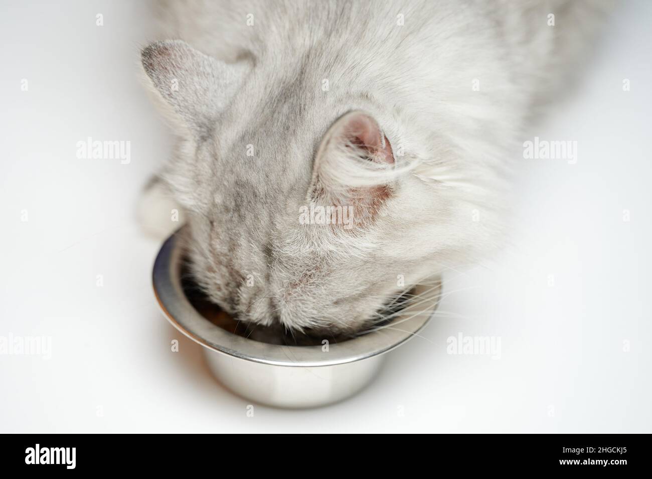 Hungrige Katze essen Nahrung aus Metallplatte Makro Nahaufnahme Stockfoto