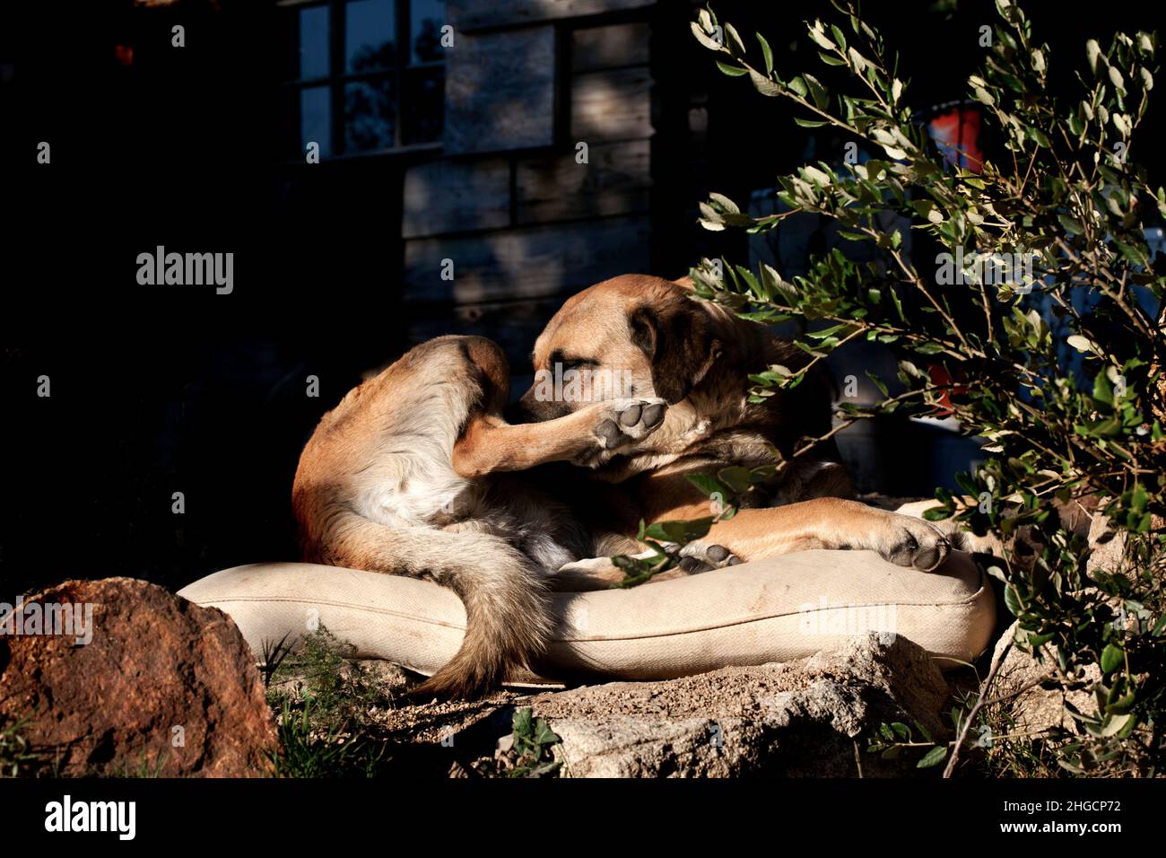 Spanische Dogge putzt sich in der Sonne. Stockfoto