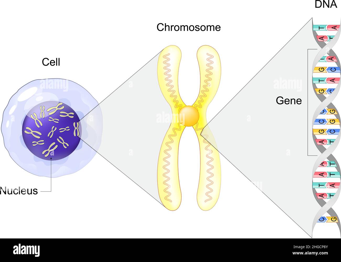 Zellstruktur. Vom Gen zu DNA und Chromosom. Genomsequenz. Molekularbiologie. Vektorgrafik Stock Vektor