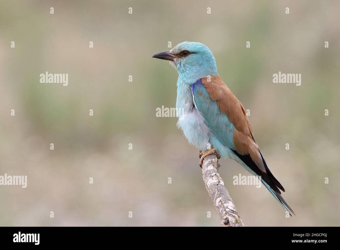 Europäischer Roller-Vogel (Coracias garrulus), der auf einem Ast thront. Europäischer Rollvogel (Coracias garrulus), der auf einem Ast thront und leuchtendes Blau und Türku zeigt Stockfoto