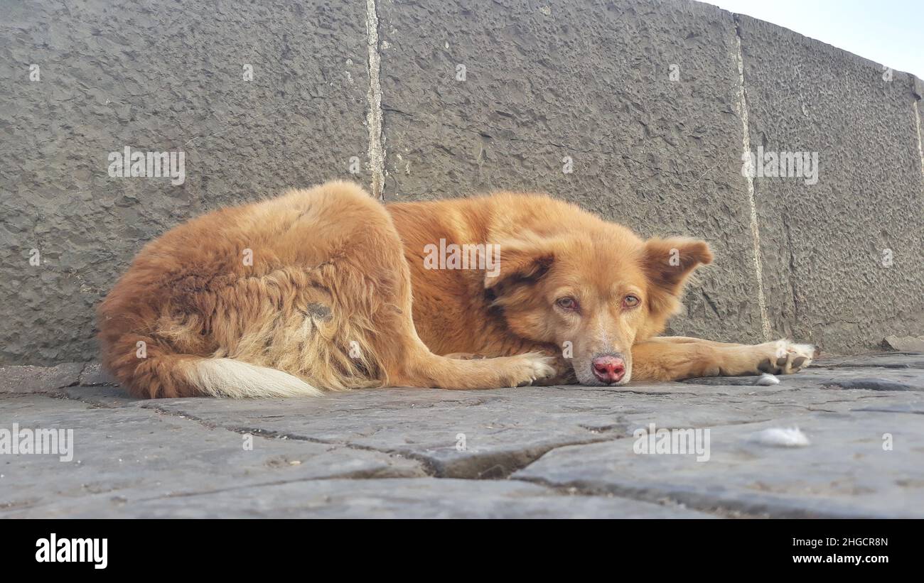 Trauriger Orangefarbener Hair-Hund Auf Der Straße Stockfoto