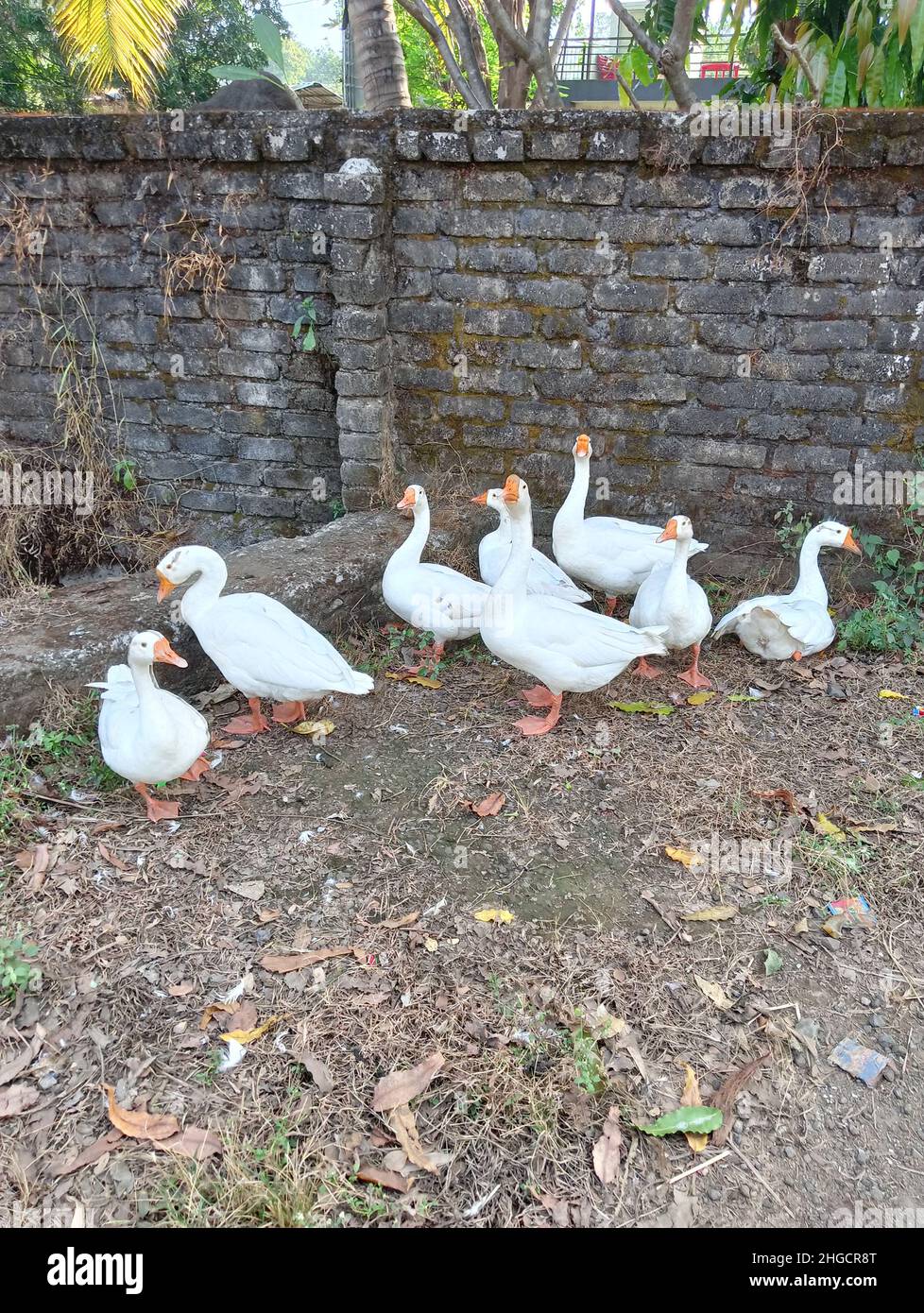 Schöne Weiße Gänsevogelgruppe Im Zoo Stockfoto