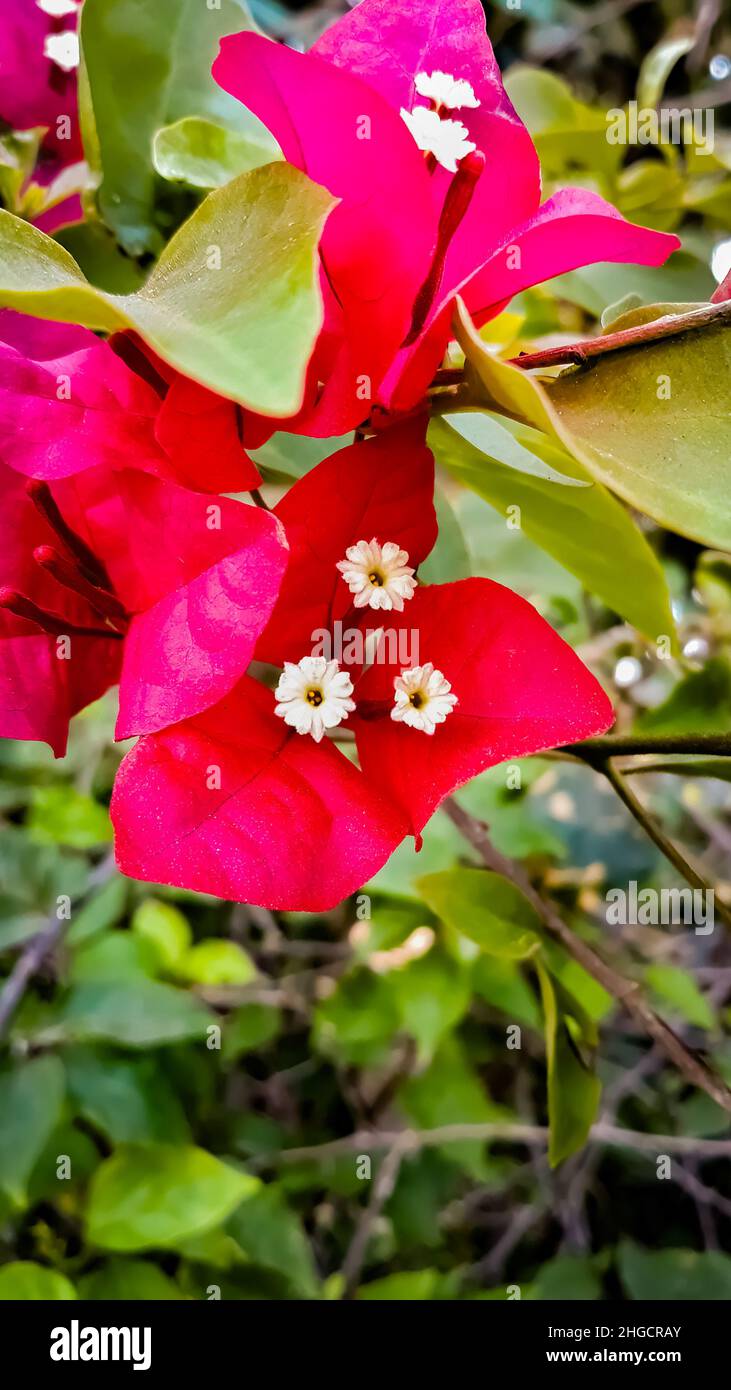 Schöne Rosa Bougainvillea Glabra Blume Nahaufnahme Stockfoto