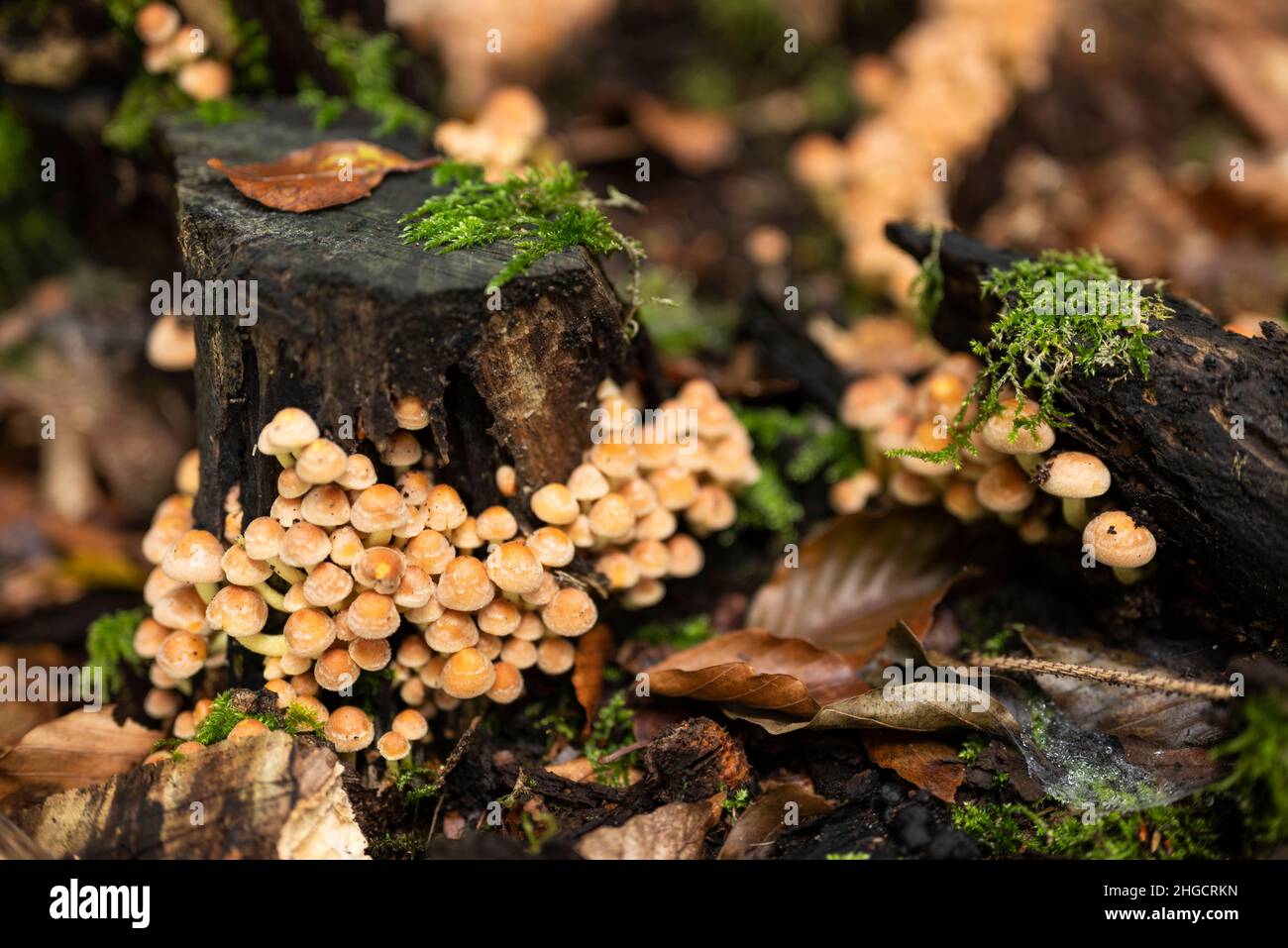 Kleine orangefarbene Pilze, wahrscheinlich geclusterter Waldliebhaber (Hypholoma fasciculare), auf einem moosbedeckten Baumstumpf in einem Wald, umgeben von Herbstblättern Stockfoto