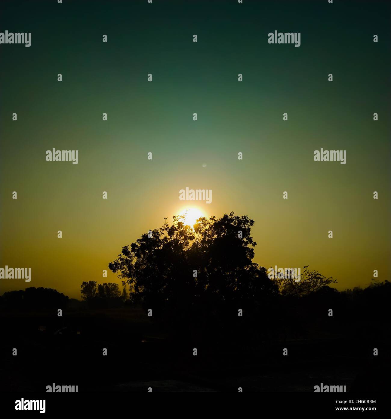 Schöner Sonnenaufgang Zwischen Den Bäumen Stockfoto
