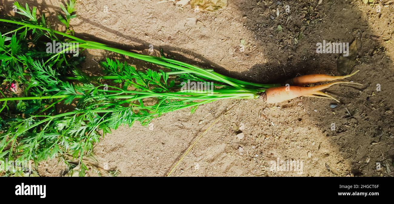 Frische Grüne Karotten Im Landwirtschaftlichen Bereich Stockfoto