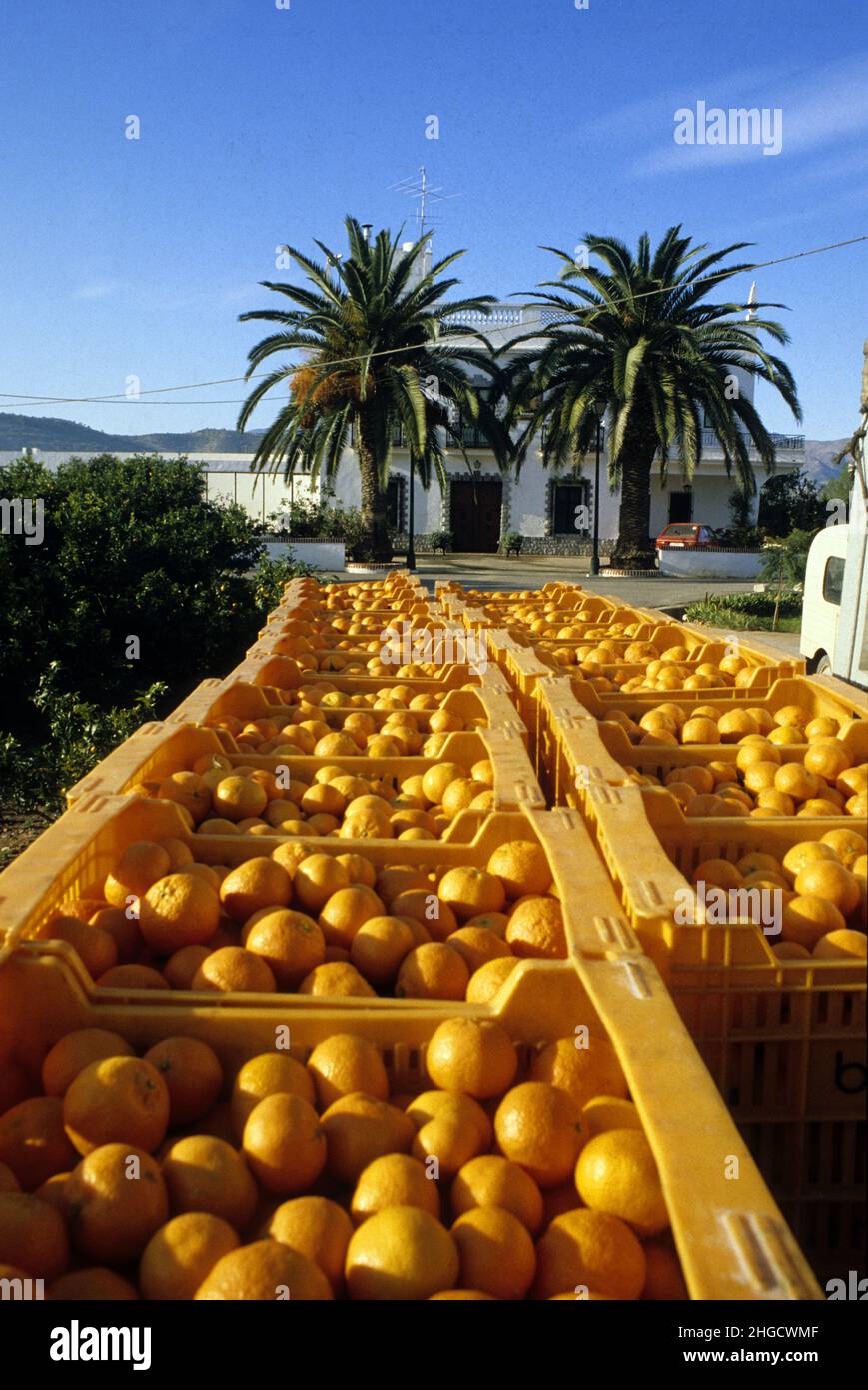 Spanien Valencia Orangen ernten Orangenhain Plantage Stockfoto