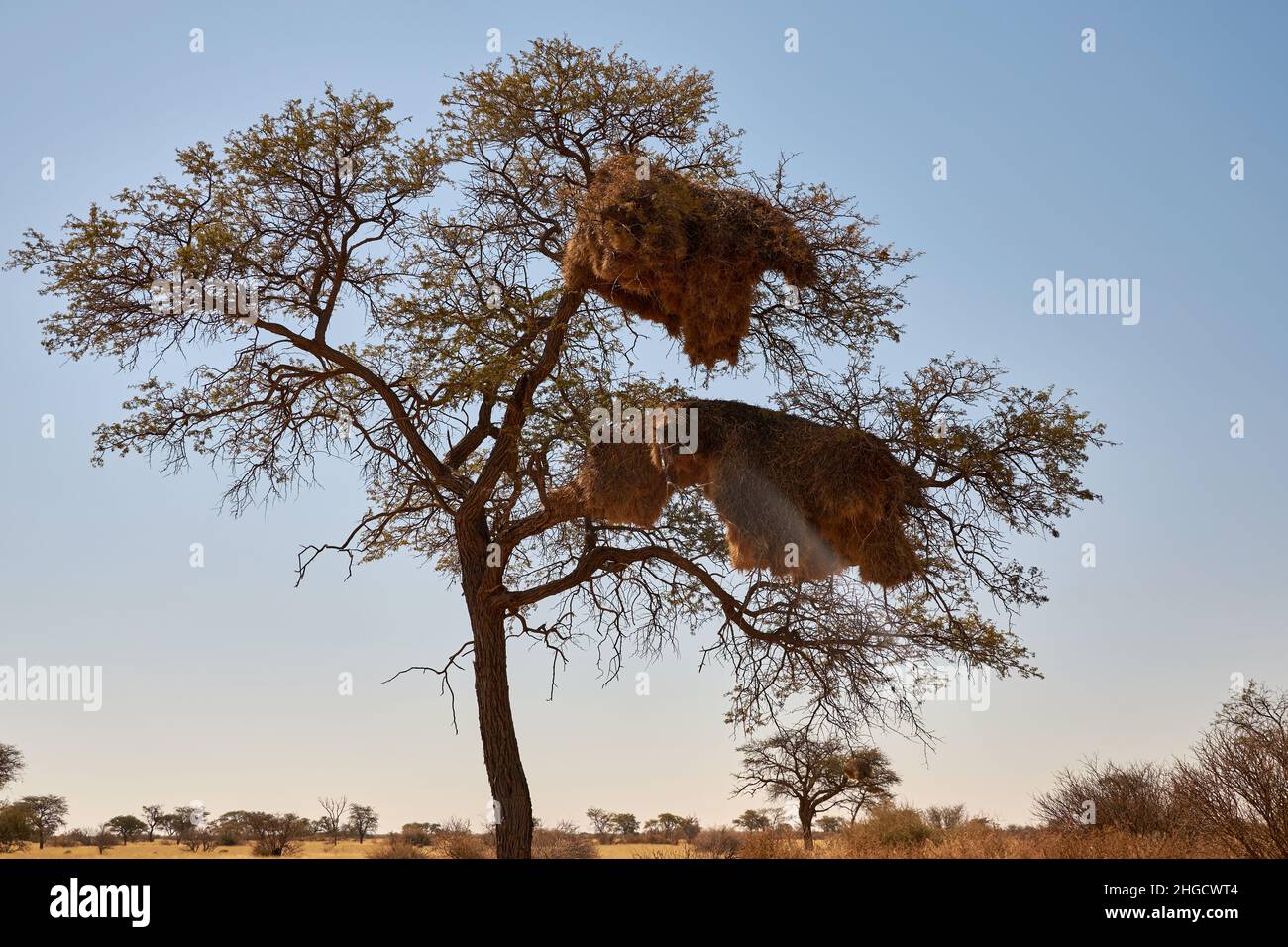 Kameldornbaum (Vachellia erioloba) mit riesigen, geselligen Webervögeln brütet in der Namib-Wüste, Namibia Stockfoto