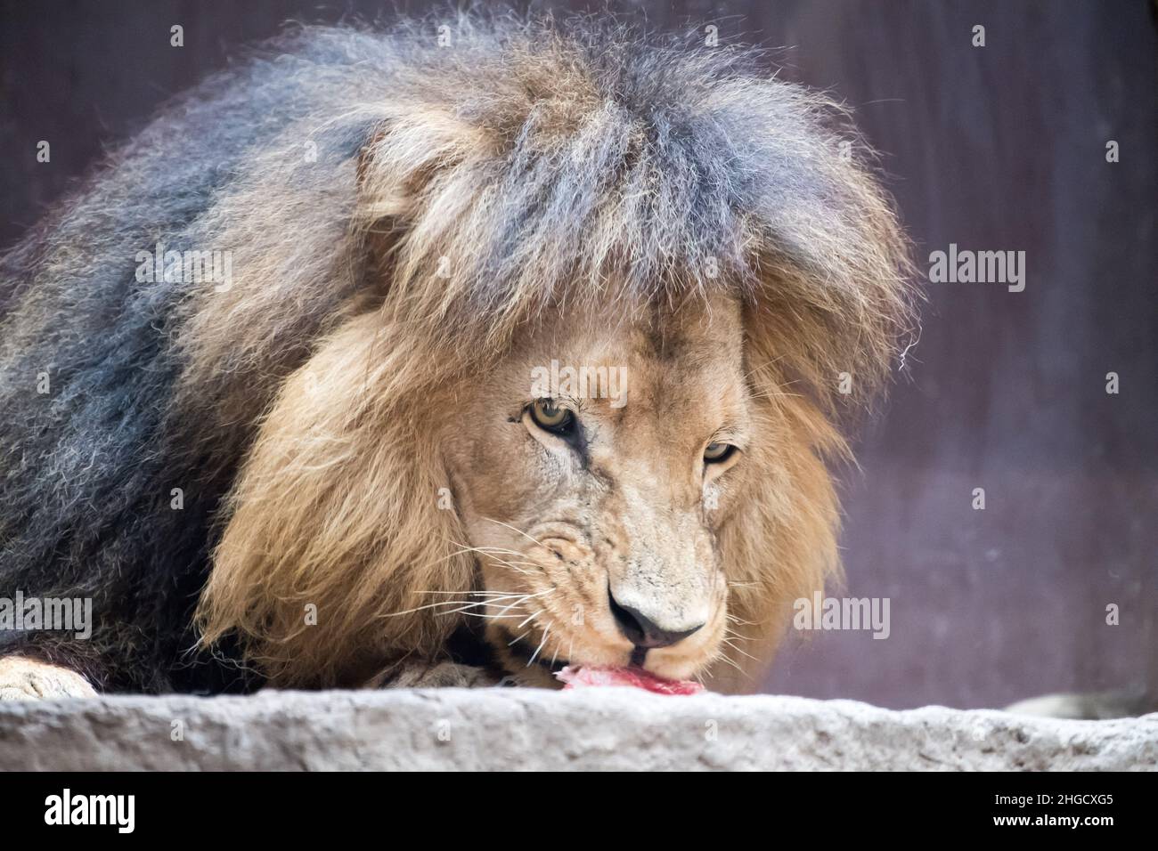 Löwe im Danziger Zoo in Danzig, Polen © Wojciech Strozyk / Alamy Stock Photo Stockfoto