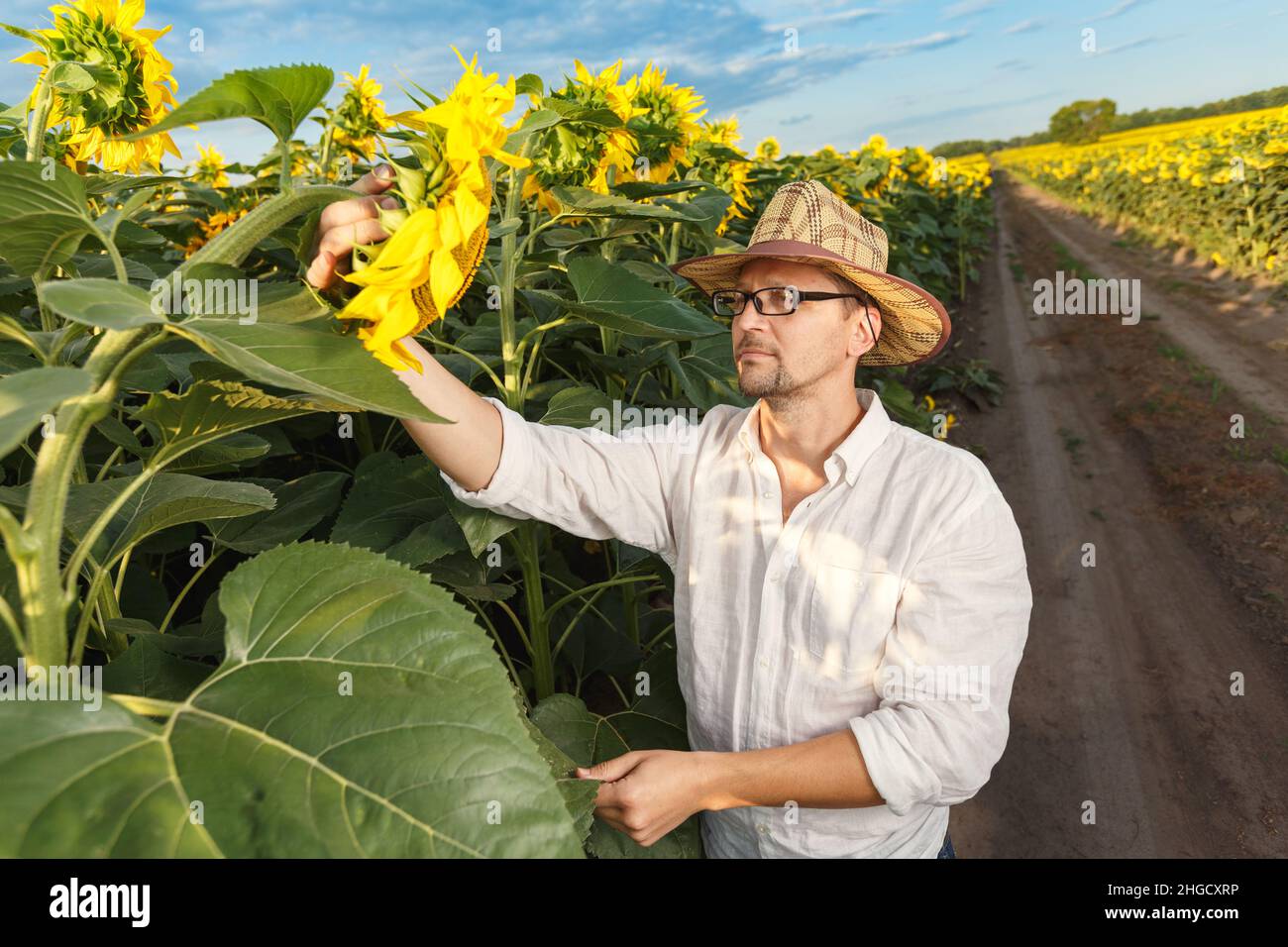 Landwirt in einem Strohhut trägt Gläser Inspektion Sonnenblumenfeld. Agrarproduktionskonzept Stockfoto