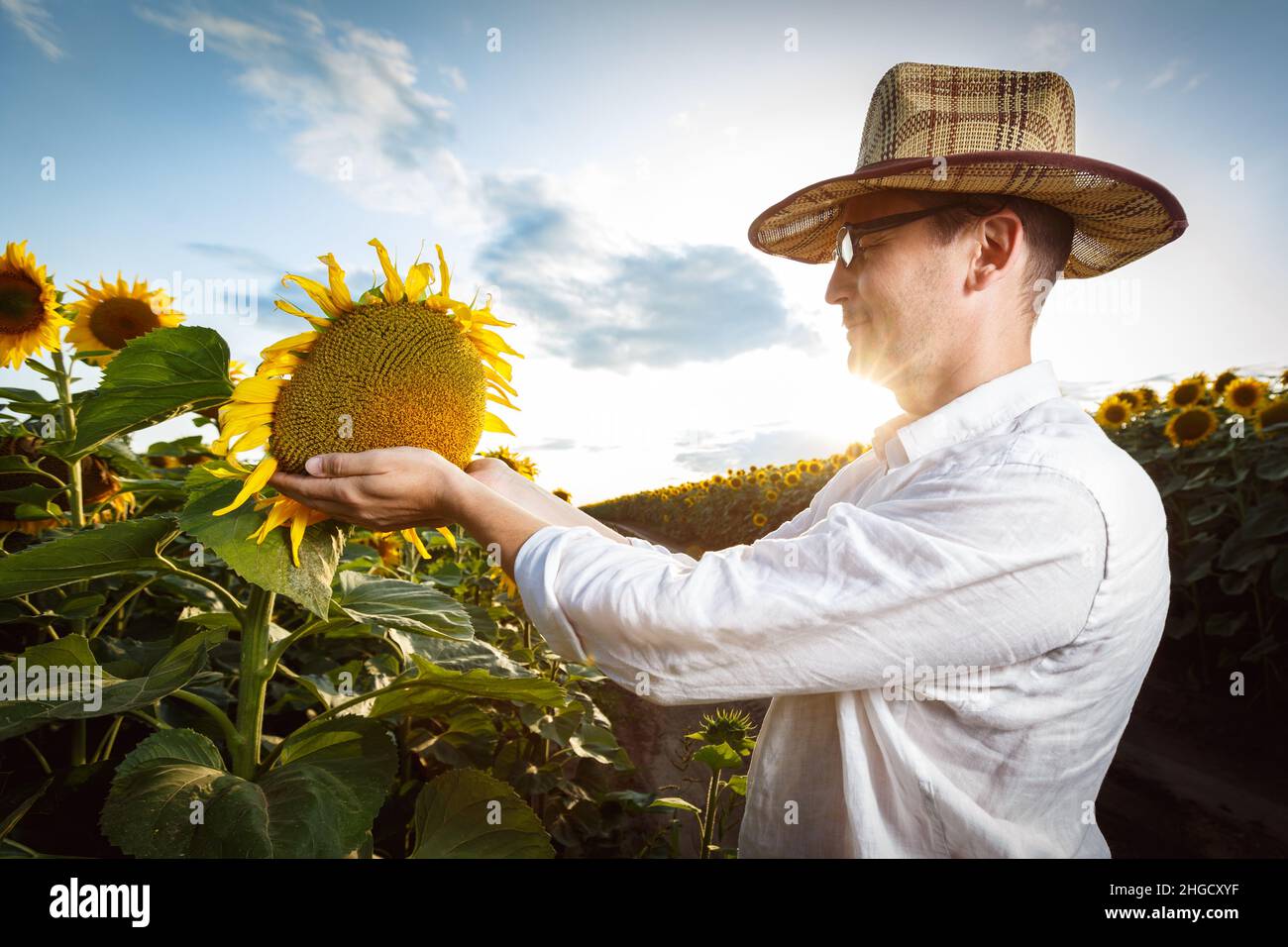 Landwirt in einem Strohhut trägt Gläser Inspektion Sonnenblumenfeld. Agrarproduktionskonzept Stockfoto