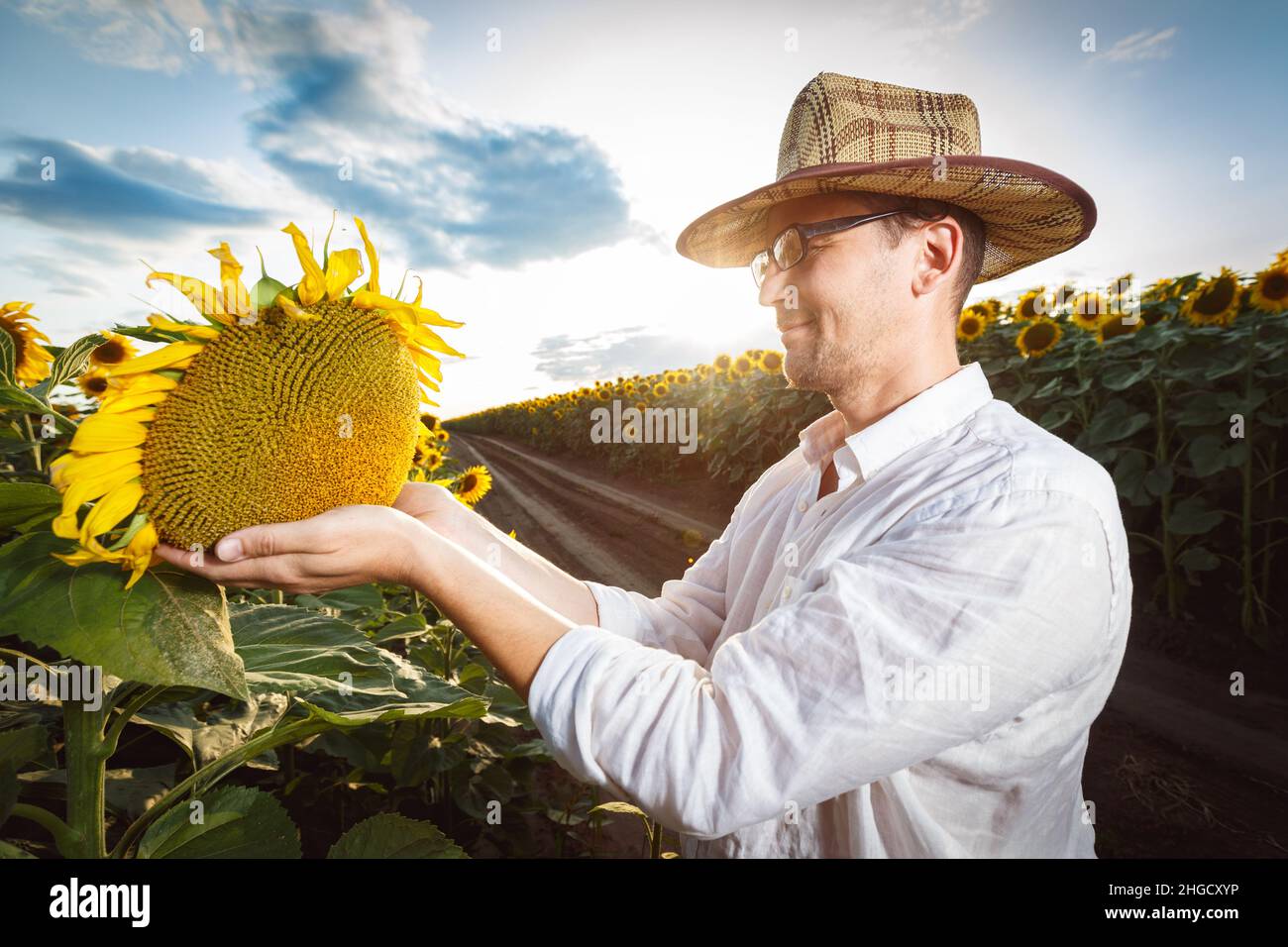 Landwirt in einem Strohhut trägt Gläser Inspektion Sonnenblumenfeld. Agrarproduktionskonzept Stockfoto