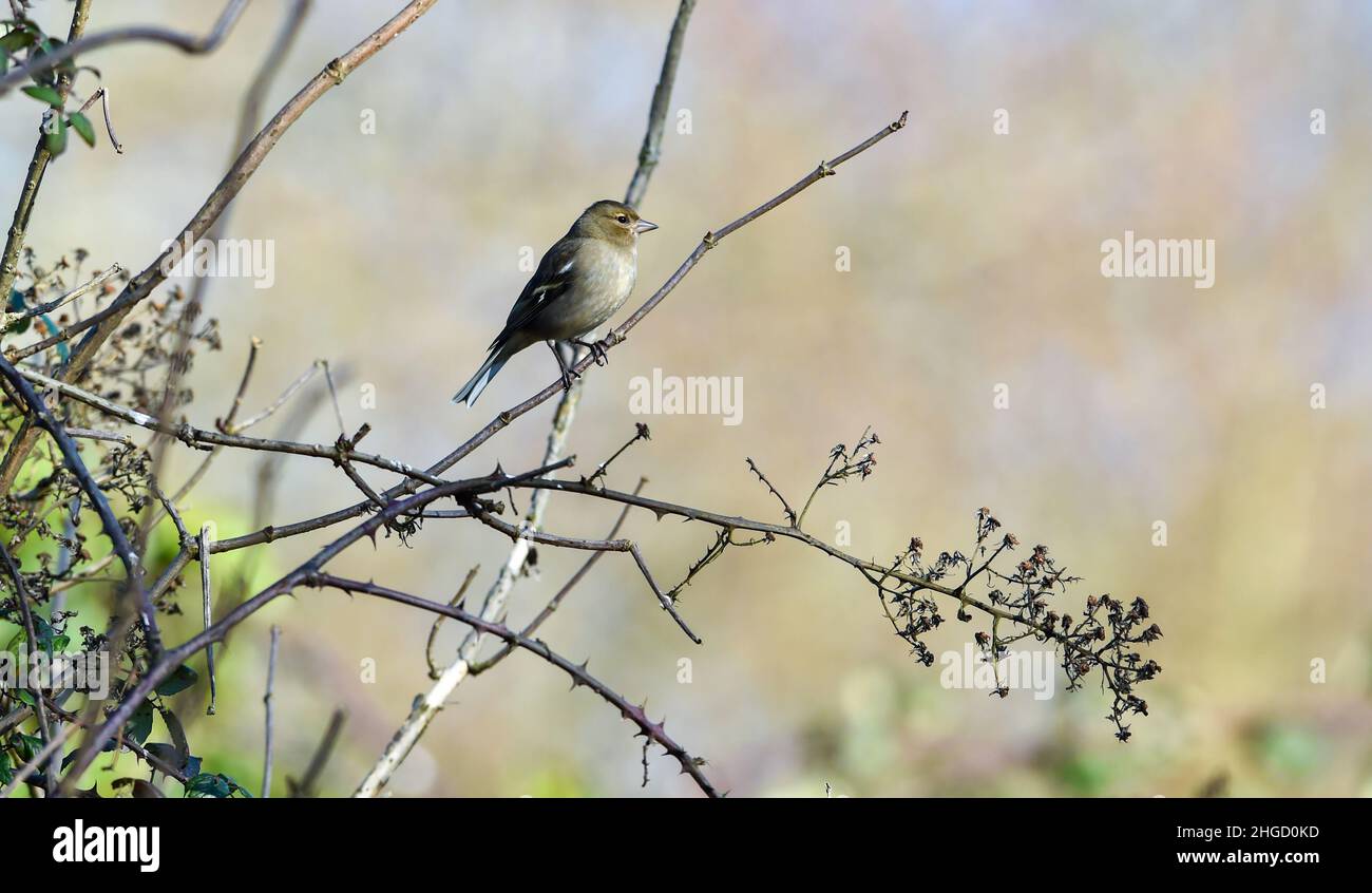 Der Buchfink Fringilla, die im Winter in Sussex in Großbritannien auf einem Zweig thront Stockfoto