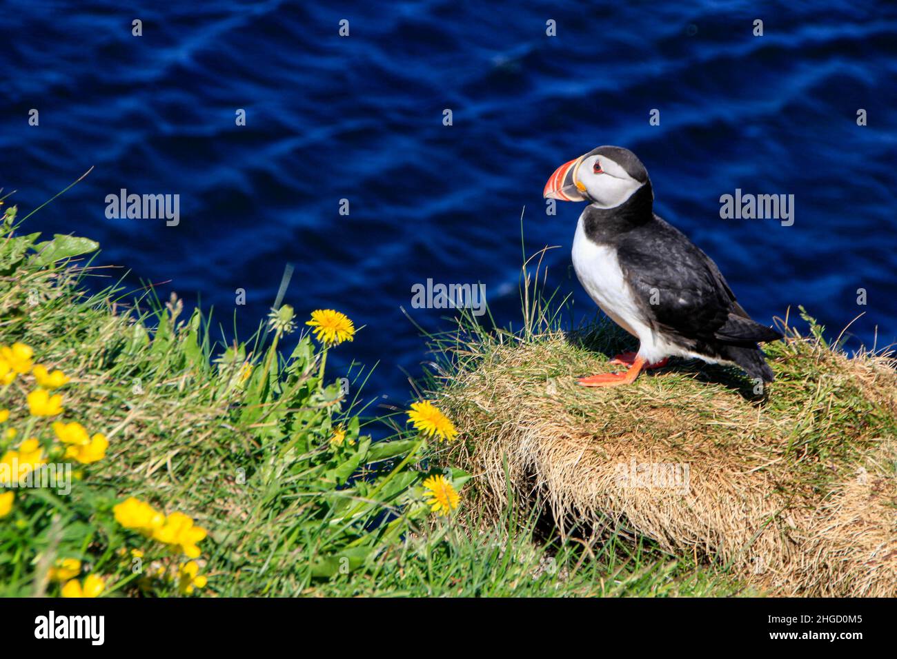 Puffin in der Vogelkolonie Hafnarhólmi, Eastfjords, Borgarfjördur, Island Stockfoto