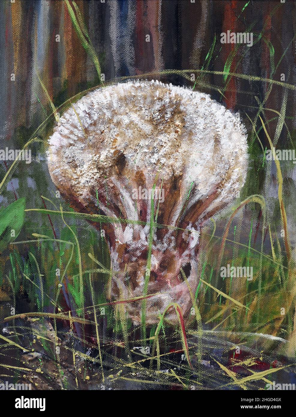 Länglicher Kugelkopf - birnenförmiger Kugelkopf - essbarer Pilz Stockfoto