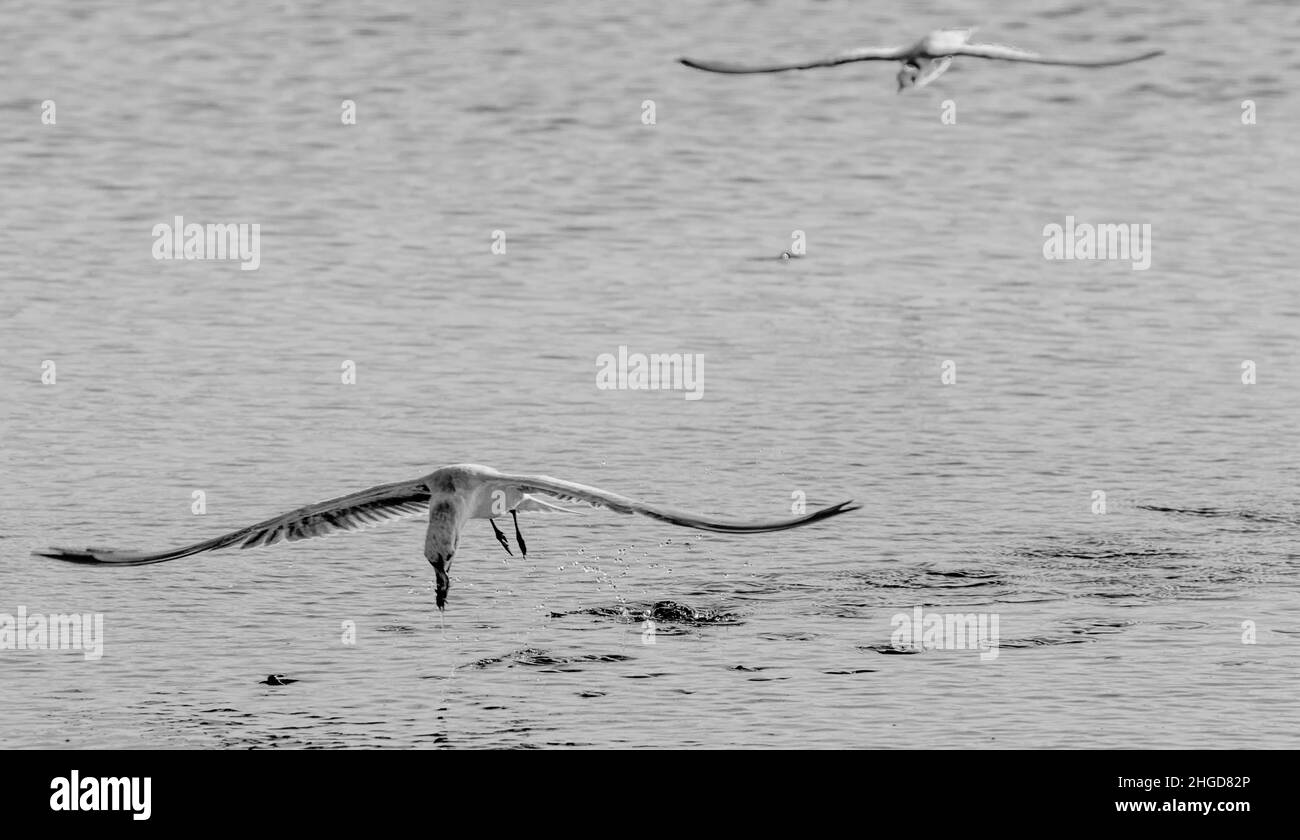 Skimmer Vögel jagen in Sri Lanka Stockfoto