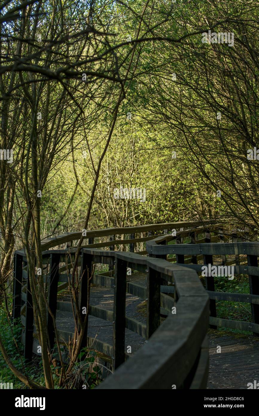 Bewaldeter Gehweg mit Schinken und waal Stockfoto